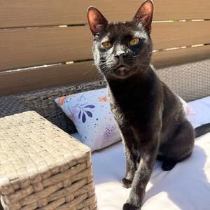 Carrot Cake, adult, available for adoption