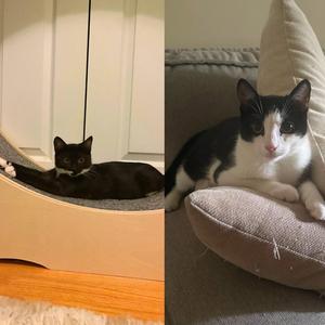 Ancho & Serrano, kitten, available for adoption