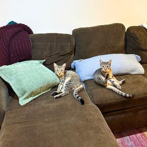 Action & Jackson, young, available for adoption