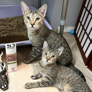 Action & Jackson, kitten, available for adoption