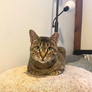 Cleary River, adult, available for adoption