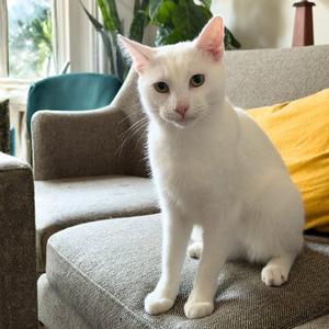 Beni, adult, available for adoption