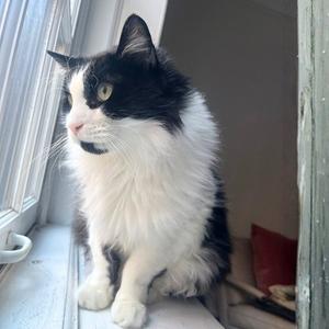 Bronson, adult, available for adoption