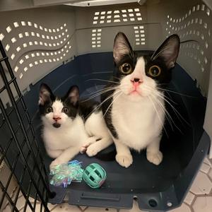 Blissville & Noguchi, available for adoption
