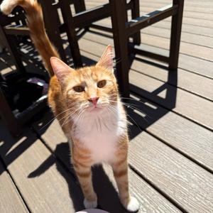 Club Sandwich, adult, available for adoption