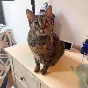 Coco, adult, available for adoption