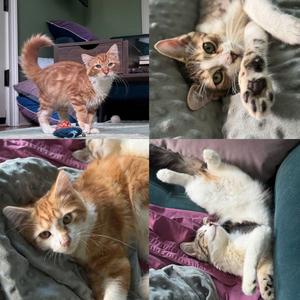 Caramel Brulee & The Starbucks Kittens!, kitten, available for adoption