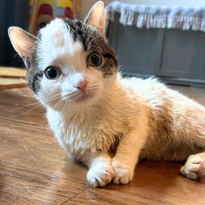 Clam, adult, available for adoption