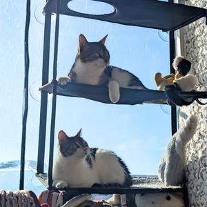 Candyland & Pictionary, adult, available for adoption