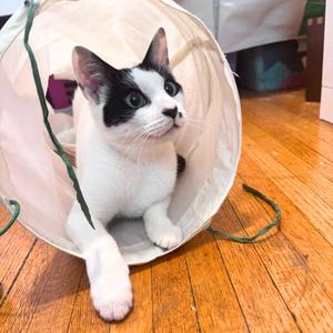 Brochure, adult, available for adoption