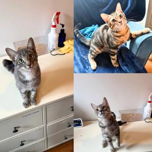 Asami, Korra, & Mako, kitten, available for adoption