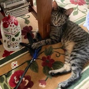 Barilla, adult, available for adoption