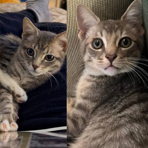 Clarinet & Oboe, kitten, available for adoption