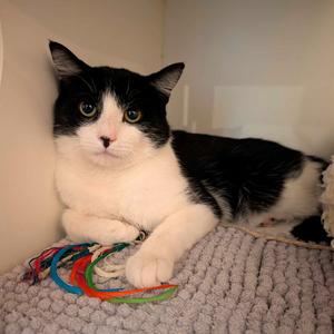 Ciliary, adult, available for adoption