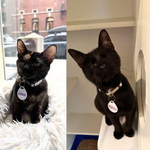 Abraza & Sawyer, young, available for adoption