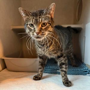 Brunnera, adult, available for adoption