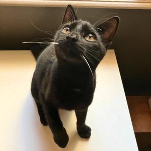 Bronx, adult, available for adoption