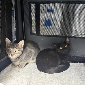 Bric a Brac & Knick Knack, kitten, available for adoption