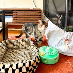 Benito Vinnie, adult, available for adoption