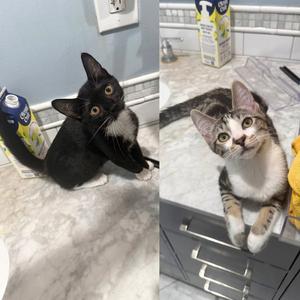Adzuki & Lion's Mane, kitten, available for adoption