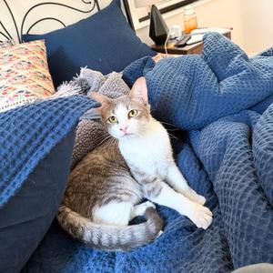 BB, adult, available for adoption