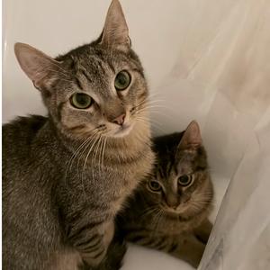 Banza & Rummo, young, available for adoption