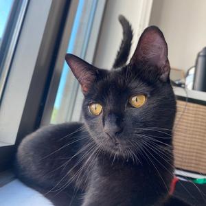 Brit, adult, available for adoption