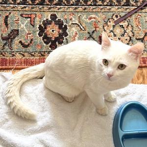 Arceus, adult, available for adoption