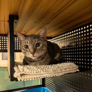Brooklyn Barge, adult, available for adoption