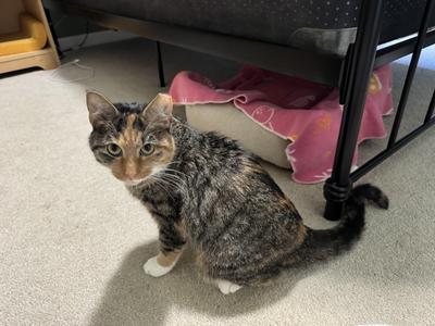 Houdi, young, available for adoption