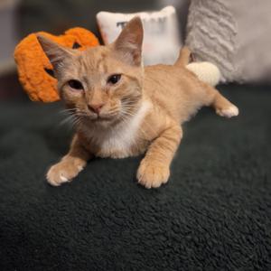 Citrine, kitten, available for adoption