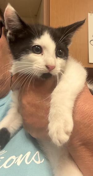 Dirty Harry, kitten, available for adoption