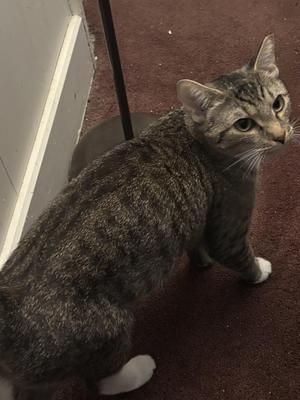 A gray tabby cat with white paws standing on a red carpet, looking to the side.