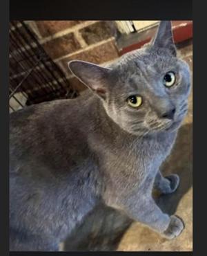 A gray cat with yellow eyes looking up at the camera.