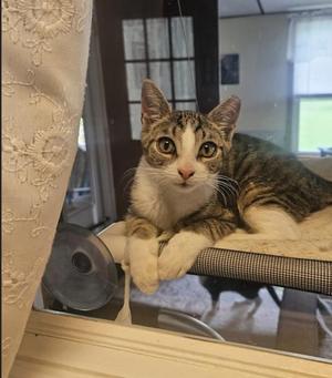 Justice, kitten, available for adoption