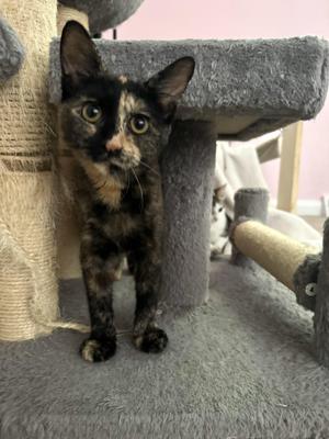 Laurens, kitten, available for adoption