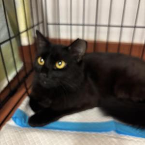 Lorelei, young, available for adoption