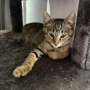 Ellie, kitten, available for adoption