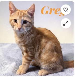 Greg, kitten, available for adoption