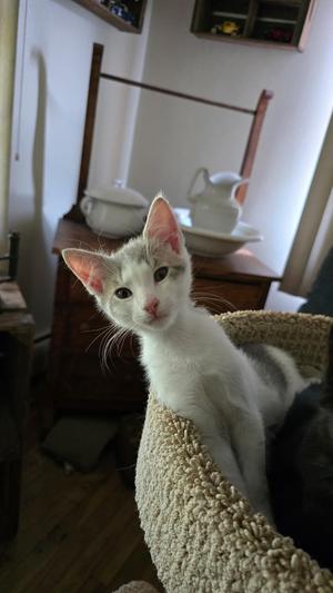 Larry, kitten, available for adoption