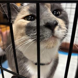 Cashmere, adult, available for adoption