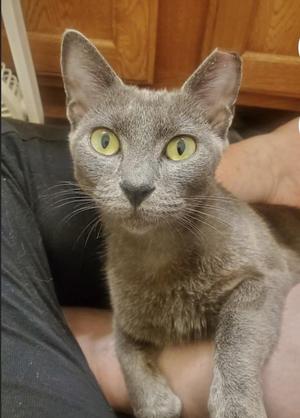 Graphite, adult, available for adoption