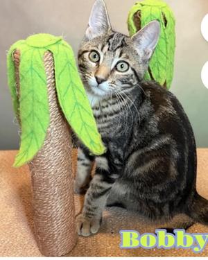 Bobby, kitten, available for adoption
