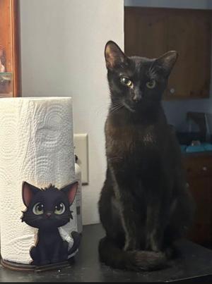 Kiki, young, available for adoption