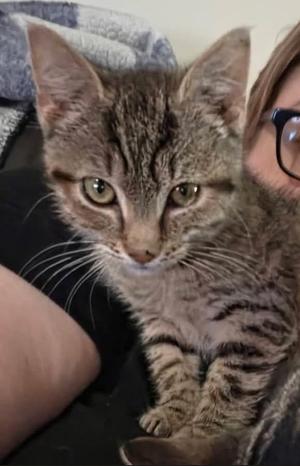 A close-up of a tabby cat with green eyes, being held by a person wearing glasses.