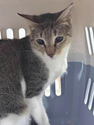 A gray and white cat with blue eyes sitting in a pet carrier