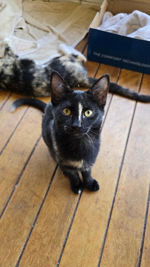 Lil Bit, kitten, available for adoption