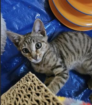 Independence, kitten, available for adoption