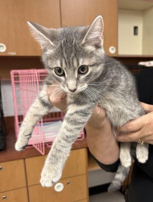 Dougla, kitten, available for adoption