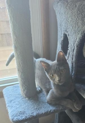 A gray cat sitting on a cat tree near a window.
